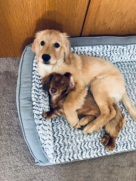 Golden Retriever Weenie Dog, Golden Daschunds, Daschund Golden Retriever, Golden Retriever And Dachshund, Golden Dauchound Puppy, Golden Retriever Daschund Puppy, Mini Golden Retriever Dachshund, Mini Daushaund, Golden Retriever Dachshund