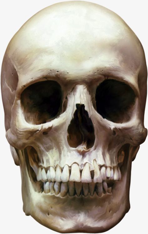 Front Facing Skull Reference, Skeleton Head Reference, Skeleton Head Drawing, Skulls Aesthetic, Skull Labeled, Skull Smile, Face Skeleton, Head Skeleton, Picture Of A Person