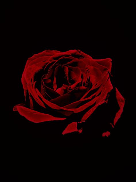 Red Rose Flower Mood, #Rose, #Flower, #Mood, #Red Red Rose Black Background, Red Rose Tattoo Design, Sick Wallpapers, Rose Portrait, Portrait Wallpaper, Black Rose Flower, Red Roses Wallpaper, Dark Red Roses, Rose Sketch