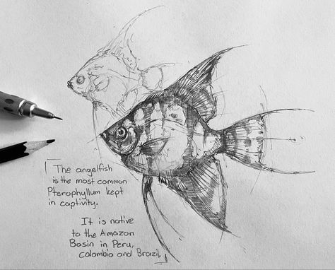 Famous Movie Characters, Drawing Fish, Fish Sketch, Drawn Fish, Fish Drawings, My Sketchbook, Angel Fish, Sketch Inspiration, 판타지 아트