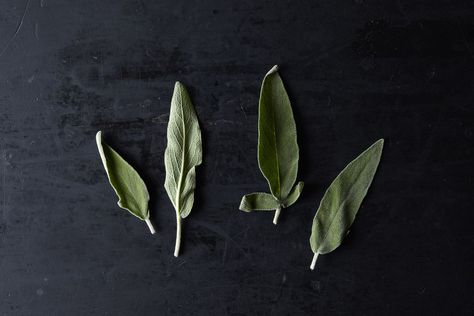 Fresh Sage and 16 Ways to Use It (That Don't Involve Poultry or Stuffing) on Food52 Sage Uses, Sage Recipes, Rosemary Recipes, Eat Me Drink Me, Fresh Sage, Drink Inspiration, Cooking Sauces, Eat To Live, Cooking Techniques