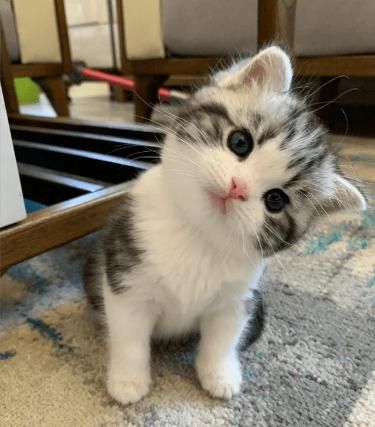 Small Kitten, Haiwan Lucu, Image Chat, Cute Cats Photos, Haiwan Peliharaan, Scottish Fold, Cute Cat Gif, Cat Aesthetic