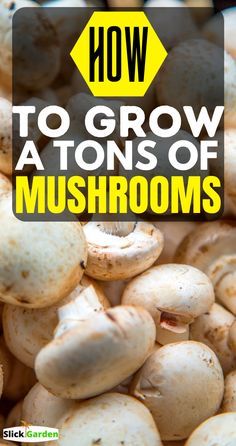 Grow Mushrooms At Home, Growing Shiitake Mushrooms, How To Grow Mushrooms, Edible Wild Mushrooms, Mushroom Guide, Grow Mushrooms, Growing Mushrooms At Home, Growing Peas, Mushroom Benefits