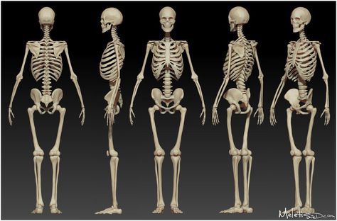 Skeleton reference The Human Skeleton, Female Skeleton, Human Skeleton Anatomy, Skeleton Anatomy, Skeleton Drawings, Human Body Anatomy, Human Bones, Human Anatomy Drawing, Human Skeleton