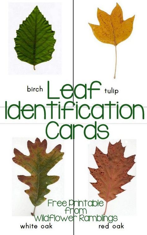 Leaf Identification Cards. use with Apologia Botany. #homeschool science, nature study activity, fall leaves activity Different Types Of Leaves, Types Of Leaves, Leaf Identification, Printable Leaves, Homeschool Nature Study, Diy Montessori, Tree Identification, Tree Study, Nature School