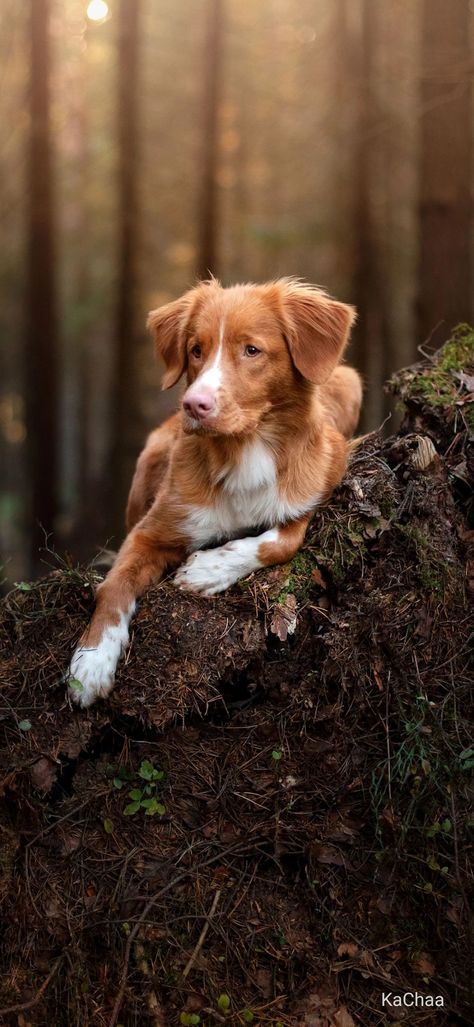 Small Golden Retriever, Dog Bee Sting, Duck Retriever, Toller Dog, Romania People, Nova Scotia Duck Tolling Retriever, Dog Day Afternoon, Poor Dog, Bee Sting