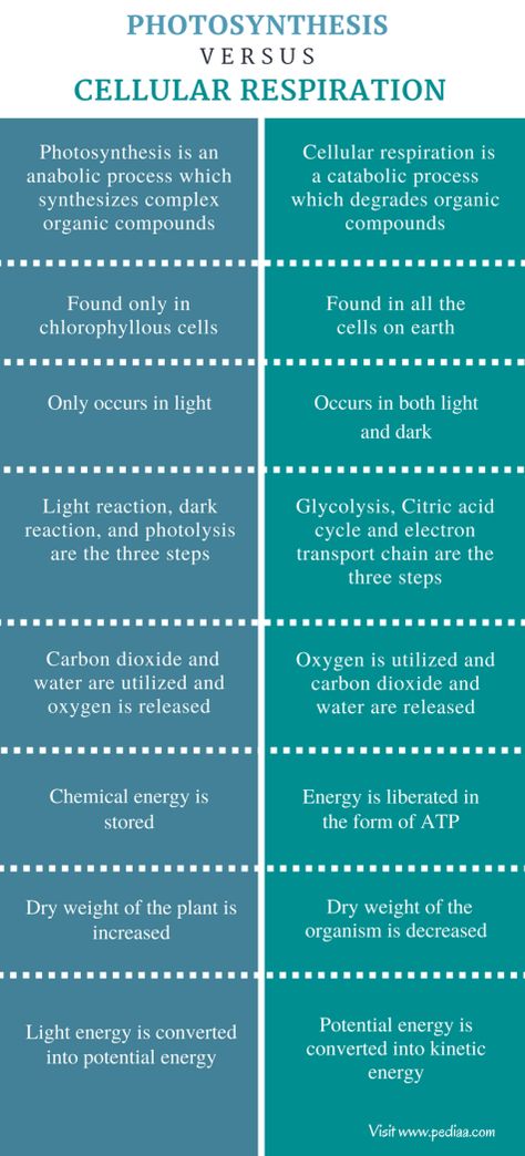 Difference Between Photosynthesis and Cellular Respiration Check more at https://in4arts.com/difference-between-photosynthesis-and-cellular-respiration.html Anaerobic Respiration, Oxidative Phosphorylation, Citric Acid Cycle, Photosynthesis And Cellular Respiration, Light Reaction, Electron Transport Chain, Chemical Energy, Cellular Respiration, High School Biology