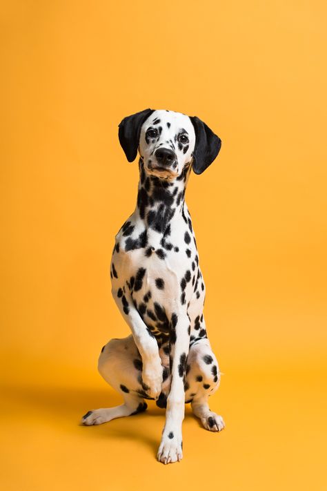 Puppy Portraits, Photo Animaliere, Dalmatian Puppy, Dalmatian Dog, 강아지 그림, Dalmatian Dogs, 101 Dalmatians, Dog Photography, Dog Tag