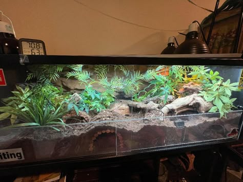 Vivarium For Snakes, Bluetongue Skink Enclosure, Aesthetic Snake Terrarium, Garter Snake Terrarium, Curly Hair Tarantula Enclosure, Terrarium Ideas Reptile, Bio Active Leopard Gecko Tank, Kenyan Sand Boa Enclosure, Cornsnakes Enclosure