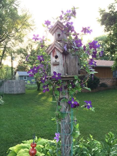 Jackmanii Clematis blooming with a Dr Ruppel bloom showing at the bottom. Birdhouse Ideas, Amazing Craft Ideas, Cottage Garden Design, Garden Decor Projects, Diy Backyard Landscaping, Garden Design Ideas, Garden Yard Ideas, Outdoor Decor Backyard, Front Yard Garden