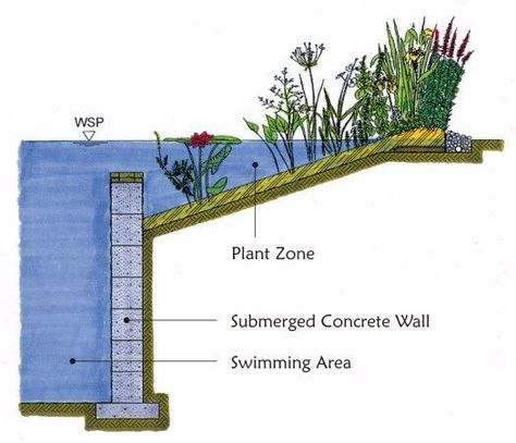 How to build a natural swimming pool in your backyard in 7 steps Swimming Pool Pond, Natural Swimming Ponds, Dengeki Daisy, Plant Zones, Swimming Pond, Natural Pond, Natural Swimming Pools, Piscina Natural, Natural Swimming Pool