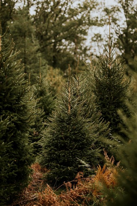 Closeup of Christmas tree, green pine fir leaves | free image by rawpixel.com / Felix Autumn Christmas Tree, Tree Farm Mini Session, White Pine Tree, Christmas Tree Green, Christmas Forest, Fresh Christmas Trees, Fir Tree, White Pine, Green Christmas Tree