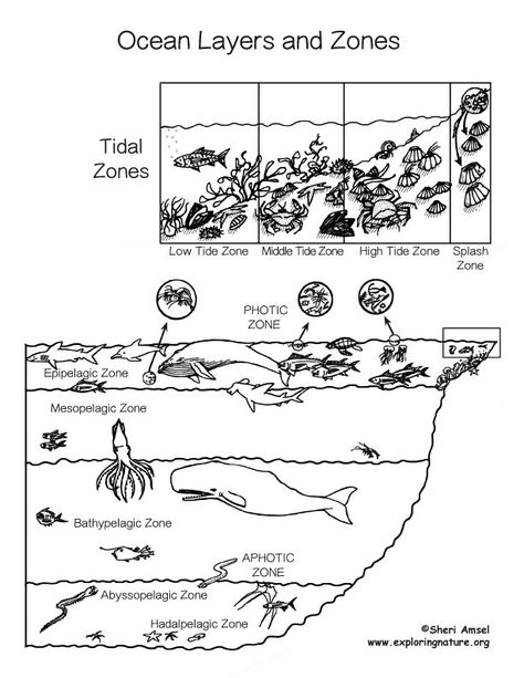 Ocean Layers, Layers Of The Ocean, Ocean Zones, Ocean Habitat, Ocean Coloring Pages, Middle School Science Experiments, Ocean Unit, Ocean Current, Science Notebooks