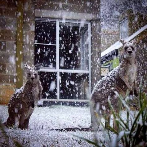 This lucky shot of two kangaroos caught out in the snow was taken by Christie Panozzo at Federation University in Ballarat, Victoria, Australia, 07-31-2015. Au Photos, Winter In Australia, Winter's Tale, I Love Winter, Winter Love, Funny Picture, Winter Scenery, Winter Beauty, Picture Day