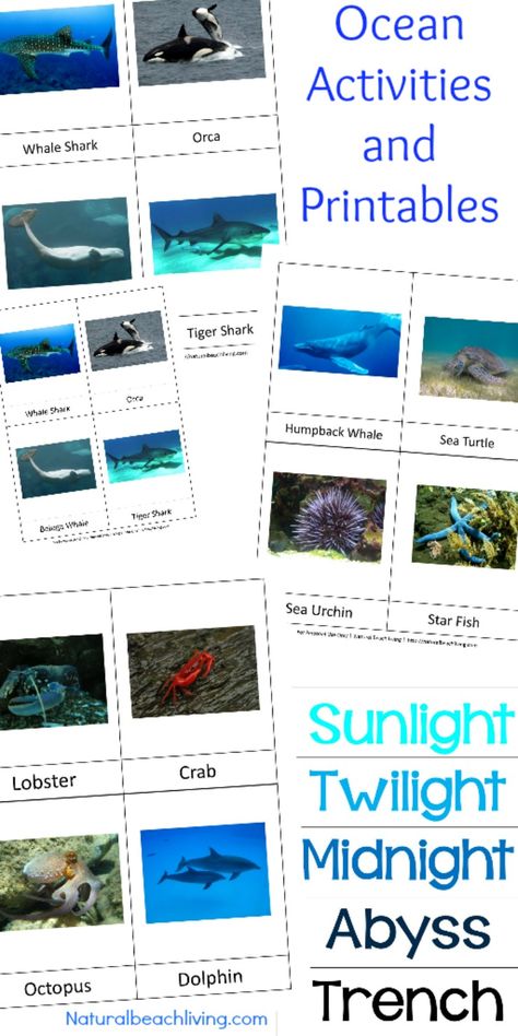 Montessori Theme Ocean Preschool Activities & Printables, The Best way to learn Ocean Zones, Ocean Animals, 3-part cards, Montessori Math, Under the Sea Ocean Exploration Preschool, Science Theme Preschool, Ocean Preschool Activities, Ocean Theme Kindergarten, Ocean Layers, Ocean Preschool, Ocean Lesson Plans, Ocean Zones, Preschool Theme Activities