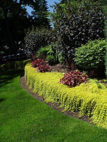 Creeping Jenny - in a raised bed along back of pool Creeping Jenny Landscaping, Creeping Jenny Ground Cover, Fall Flower Garden, Low Maintenance Garden Design, Flower Garden Ideas, Creeping Jenny, Fall Flower, Ground Cover Plants, Low Maintenance Garden