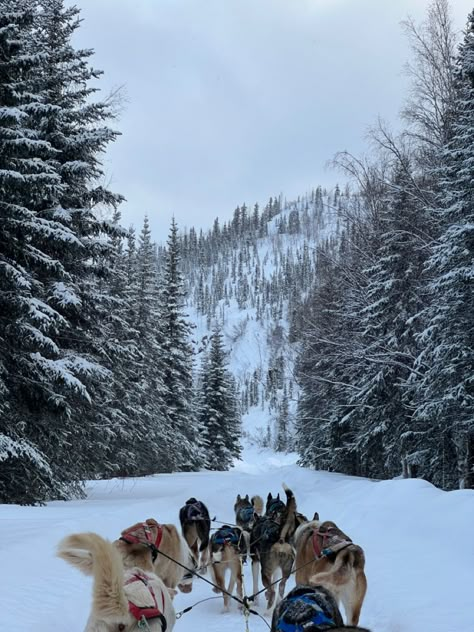 Norway Dog Sledding, Alaska Dog Sledding, Sled Dogs Aesthetic, Sled Dog Aesthetic, Dog Sledding Aesthetic, Alaska Aesthetic Winter, North Pole Aesthetic, Alaska Skiing, Dog Sleds