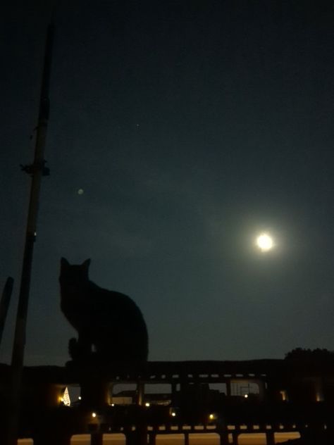 Group Of Cats Aesthetic, City Cat Aesthetic, City Lights With Moon, Black Cat At Night, Night Shadow Aesthetic, Cats At Night, Cat At Night, Cats Night, Silly Pfp