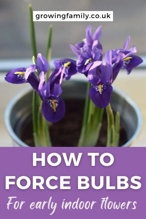 Forcing bulbs indoors: an easy bulb growing project for early flowers - Growing Family Forcing Bulbs, Home In Winter, Easy Indoor Plants, Easy Gardening, Flowers Growing, Green Tips, Plant Labels, Indoor Flowers, Spring Bulbs