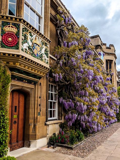 Favourite Flowers, Manifestation Board, Uk Travel, Wisteria, In Bloom, Big Ben, Cambridge, Building, Flowers