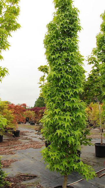 Columnar Tree Dreaming: American Sweetgum Slender Silhouette Formal Landscape, Trees For Front Yard, Plant Sketches, Columnar Trees, Bald Cypress, Image Nature, Ornamental Trees, Home Landscaping, Tree Silhouette