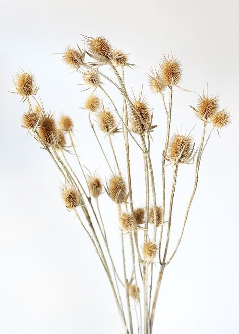 Tan Dried Thistle Bundle Dried Thistle, Dried Flower Bouquets, Fake Hydrangeas, Fall Floral Arrangements, Thistle Flower, Artificial Flowers Wedding, Wedding Flower Decorations, Vase Arrangements, Silk Flower Arrangements