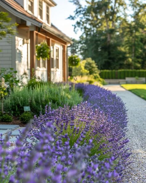 Lavender Bushes Landscaping, Lavender Planters, Lavender Bush, Front Yards Curb Appeal, Lavender Scented Candle, Landscape Inspiration, Dried Lavender Flowers, Lavender Lemonade, Hydrangea Garden