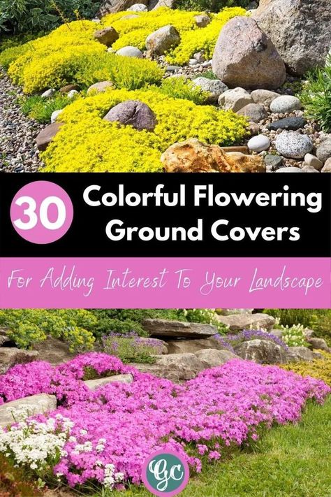 Flowering Ground Cover Perennials, Weeds In Garden, Ground Cover Plants Shade, Flowering Ground Cover, Ground Cover Flowers, Best Ground Cover Plants, Low Growing Ground Cover, Ground Cover Seeds, Landscape Ideas Front Yard Curb Appeal