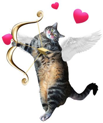 tabs-angel-valentine-cupid Cat Cupid, Valentine Cupid, Makeup And Beauty Blog, Drip Dry, Beauty Product, Just For Fun, Beauty Blog, You Think, Need To Know