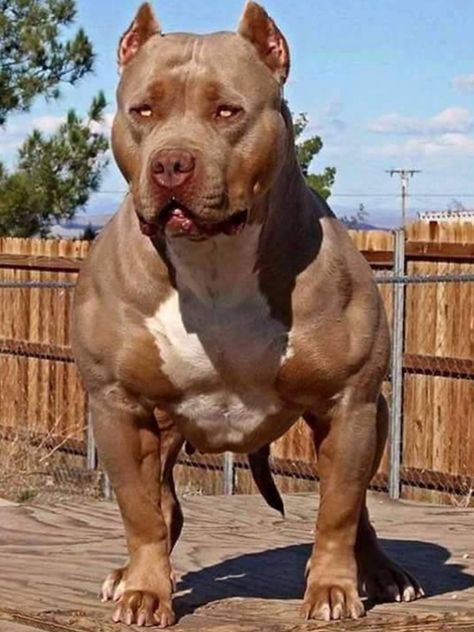 A Muscular Specimen!! Beautiful Pit Bull! Velcí Psi, Chien Cane Corso, Ras Anjing, Pitbull Dog Breed, Bully Breeds Dogs, Pitt Bull, Scary Dogs, Huge Dogs, American Pitbull