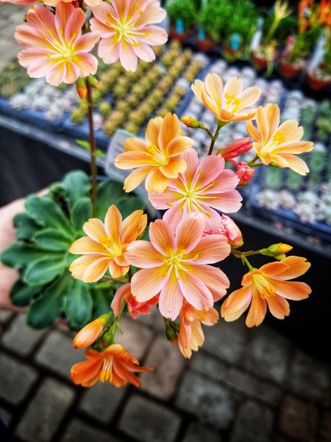 Oregon is a beautiful state with beautiful natives. This Lewisia cotyledon followed me home Oregon Native Flowers, Lewisia Flower, Lewisia Cotyledon, Oregon Flowers, Plant Fungus, Native Flowers, Garden Drawing, Plant Diseases, Vegetable Garden Design