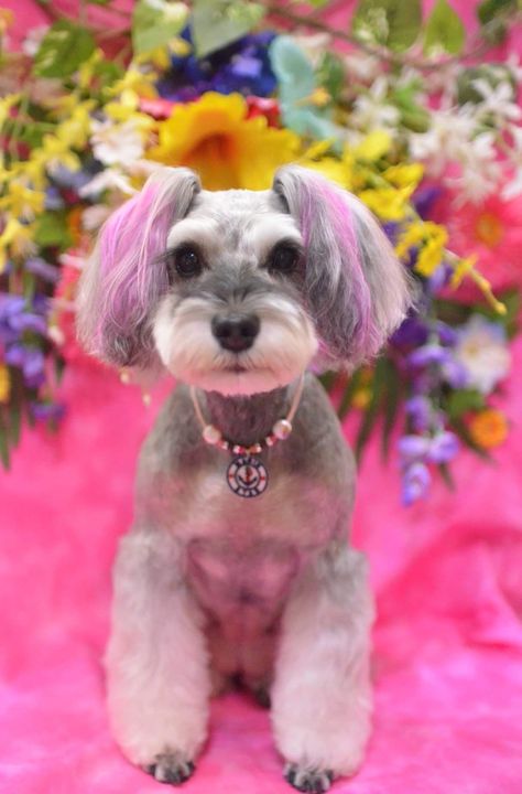 Snauzer Haircut, Dog Bubbles, Maltipoo Haircuts, Short Gray Hair, Schnauzer Cut, Kingdom Ideas, Schnauzer Grooming, Mini Schnauzer Puppies, Creative Grooming