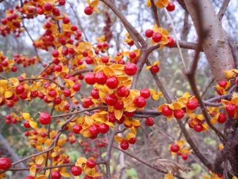 One live rooted plant of Bittersweet 1-2 year old shipped | Etsy Eastern Redbud Tree, Bittersweet Vine, Eastern Redbud, Invasive Plants, Fall Fruits, Climbing Vines, Starter Plants, Banana Leaf, Summer Winter