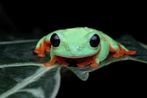 Black Eyed Tree Frog Cute, Morelet's Tree Frog, Black Eyed Tree Frog, Frog In Nature, Frog Project, Frog Photos, Rainforest Frog, Frog Eyes, Frog Painting