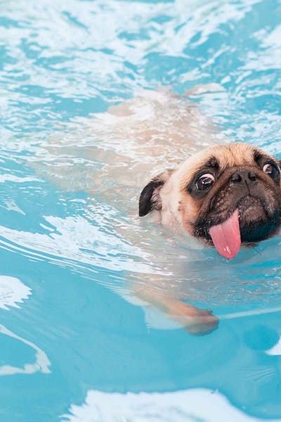 How to Train Your Dog to Swim in a Pool #dogtips #dogtraining #swimmingdog #pool #pooldog Dogs In Pool, Dog In Pool, Dog Minding, Dog Swimming, Preppy Beach, Easiest Dogs To Train, Wise Sayings, Dog Stroller, Pack Leader