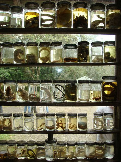 Specimen Jars... Tenorio National Park Paradis Sombre, Specimen Jars, Wet Specimen Taxidermy, Cabinet Of Curiosity, Wet Specimen, Taxidermy Art, Goblin Core, Vulture Culture, Mad Scientist