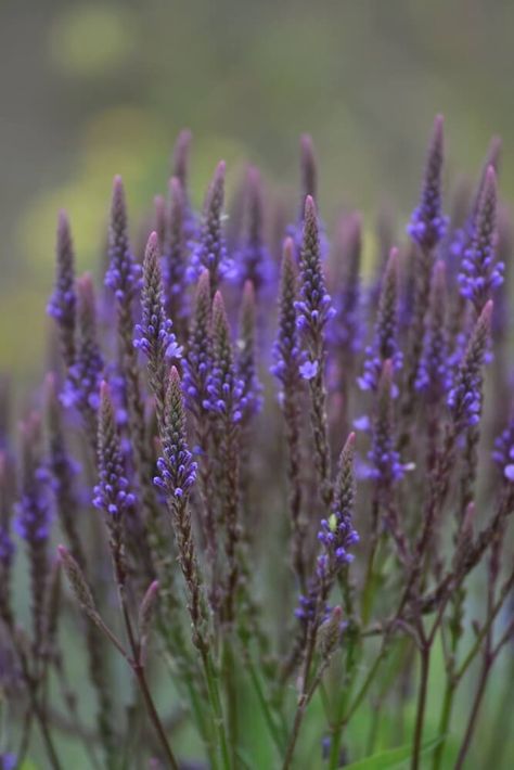 Benefits Of Blue Vervain, Blue Vervain Magical Properties, Cornflower Benefits, Euphoric Herbs, Blue Vervain Benefits, Vervain Benefits, Vervain Plant, Colorado Plants, Verbena Hastata