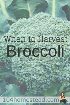 Broccoli is a vegetable that I find incredibly difficult to harvest. It's not actually the harvesting part that is difficult, it's the timing that's hard. Harvesting Broccoli, Growing Cauliflower, Dirt Therapy, Broccoli Plant, Growing Broccoli, Homestead Gardening, Modern Homesteading, Homestead Gardens, Growing Veggies