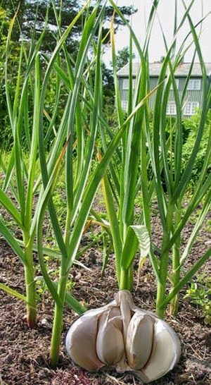 Herb Garden Tips, Kebun Herbal, Allium Sativum, Garlic Juice, Growing Garlic, Growing Fruit, Gardening Advice, Herb Seeds, Root Vegetables