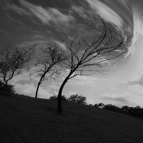 WIND - POR AMOR AL VIENTO | Flickr - Photo Sharing! Wind Astetic, Wind Aestethic, Trees In The Wind, Wind Pictures, Wind Art, River Art, Ex Libris, Grateful Dead, Autumn Trees