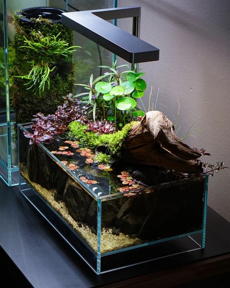 Shallow Tank Aquascape, Shallow Aquascape, Shallow Aquarium, Nano Aquascape, Closed Terrarium Plants, Water Terrarium, Small Water Gardens, Biotope Aquarium, Aquarium Garden