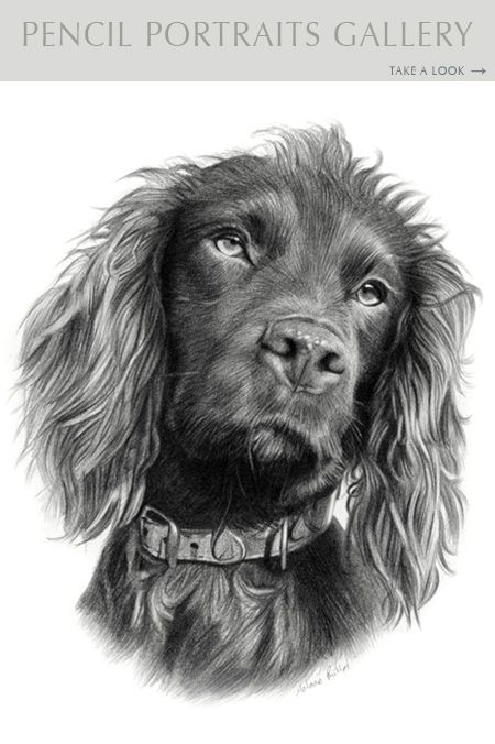 Pencil Pet Portraits Gallery by Melanie Phillips Portrait Artists Pencil, Dog Portrait Drawing, Dog Line Drawing, Pet Artist, Spaniel Art, Pencil Portraits, Pencil Drawings Of Animals, Hand Drawn Portraits, Black And White Art Drawing