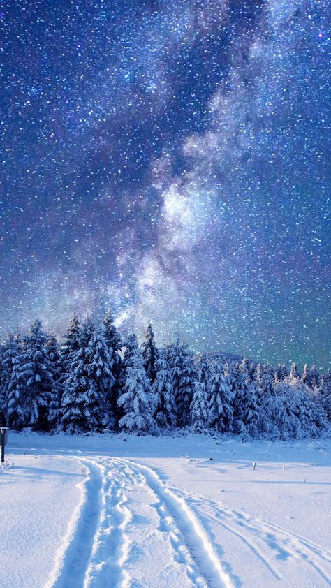 Nature Profile, Perseid Meteor Shower, Snow Night, Snow Forest, Night Sky Wallpaper, Winter Sky, Night Landscape, Picture Beautiful, Meteor Shower