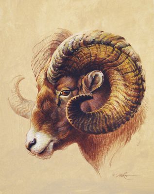 Aries The Ram Ezra Tucker Art, Ezra Tucker, Widder Tattoo, Arte Aries, Animals With Horns, Ram Tattoo, Big Horn Sheep, Hunting Art, Sheep Art