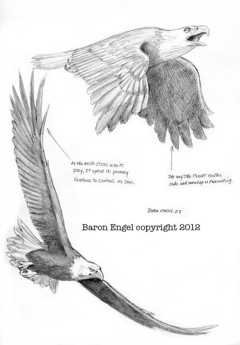 Bald Eagles 03 by Baron-Engel Egale Drawing, Eagle Sketch, Fly Drawing, Eagle Drawing, Eagle Images, Eagle In Flight, Eagle Painting, Výtvarné Reference, Eagle Tattoos