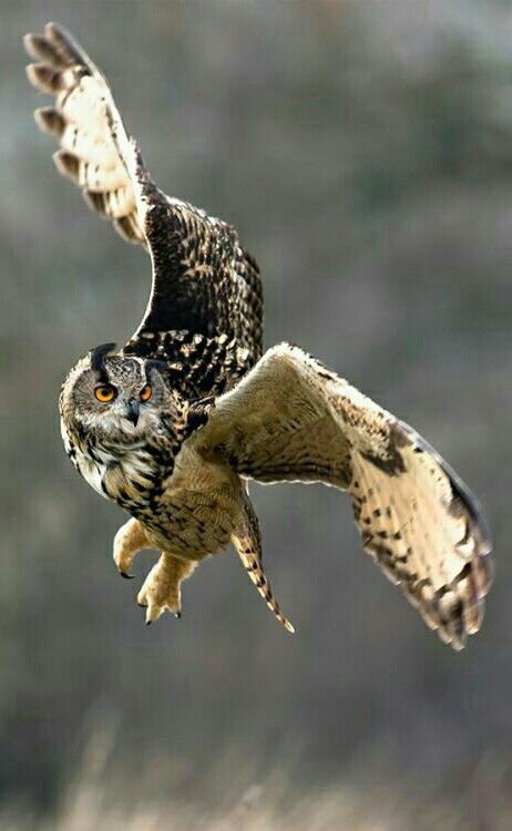 Great Horned Owl in flight. Feathered Wings, Animal Inspiration, Nocturnal Birds, Owl Photography, Reference Pics, Ohara Koson, Owl Photos, Animal References, Your Spirit Animal