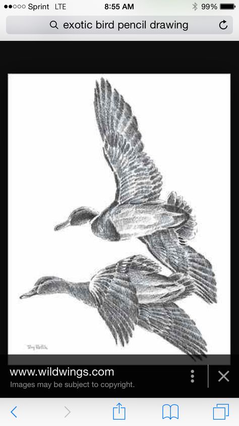 Birds Terry Redlin, Duck Tattoos, Duck Art, Pencil Sketches, Wood Carving Patterns, Lifestyle Art, Beautiful Locations Nature, Animal Sketches, By Terry