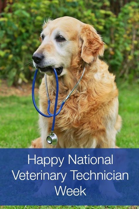 Happy National Veterinary Technician Week Veterinary Technician Week, Pet Websites, Hospital Ideas, Veterinarian Technician, Goat Health, Vet Technician, Vet Hospital, Vet Tech Week, Meeting Ideas