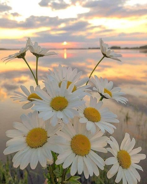 Nature Photography Flowers, Daisy Wallpaper, Image Nature, Nothing But Flowers, White Daisies, Beautiful Flowers Wallpapers, Flower Phone Wallpaper, Alam Yang Indah, Nature Aesthetic