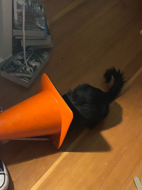 a little black kitten with her head in a orange traffic cone, the lighting is low, and she is adorable. Traffic Cone Art Paint Aesthetic, Traffic Cone Head Aesthetic, Traffic Cone Object Head, Traffic Cones Aesthetic, Traffic Cone Graffiti, Aesthetic Traffic Cone, Traffic Cone Head, Danny Core, Cone Head